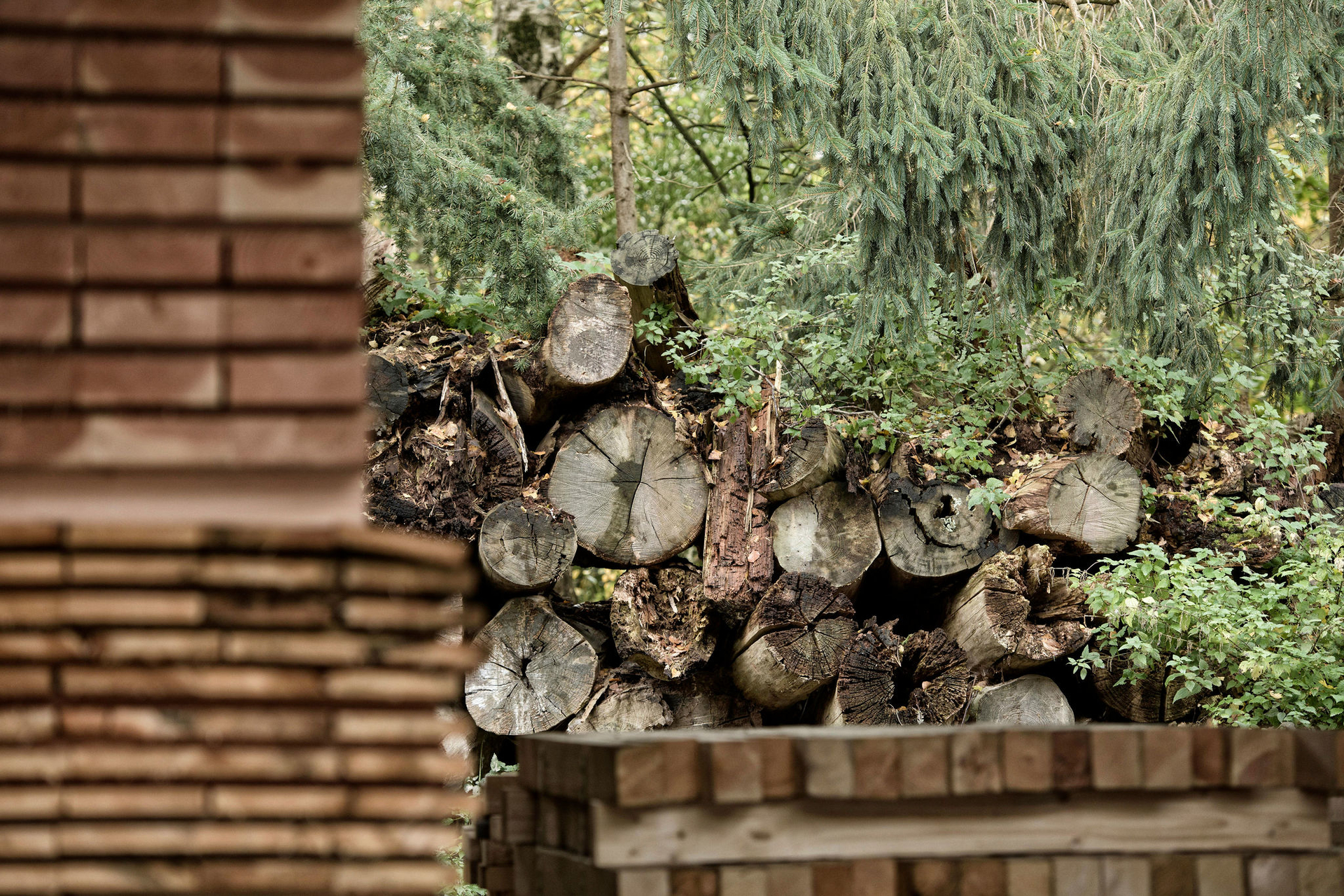 Douglasien Holz für Remisen